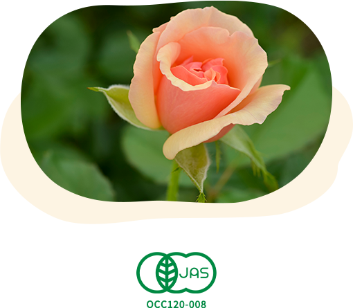 オーガニック丹波ローズ