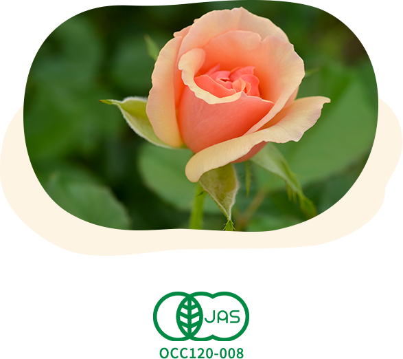 オーガニック丹波ローズ