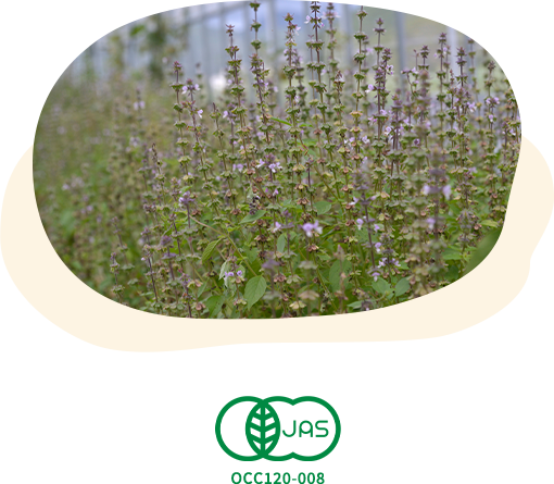 オーガニックハーブ生産