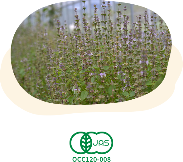 オーガニックハーブ生産