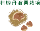 有機丹波栗栽培