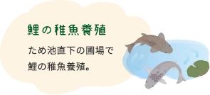 鯉の稚魚養殖 ため池直下の圃場で鯉の稚魚養殖。