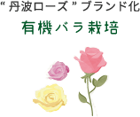 “丹波ローズ”ブランド化 有機バラ栽培